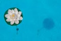 Overhead shot of a water lily in a swimming pool Royalty Free Stock Photo